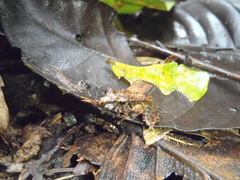 Pristimantis lanthanites