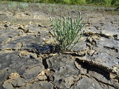 Tecticornia australasica