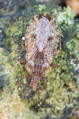 Aradus obtectus