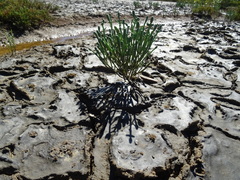 Tecticornia australasica