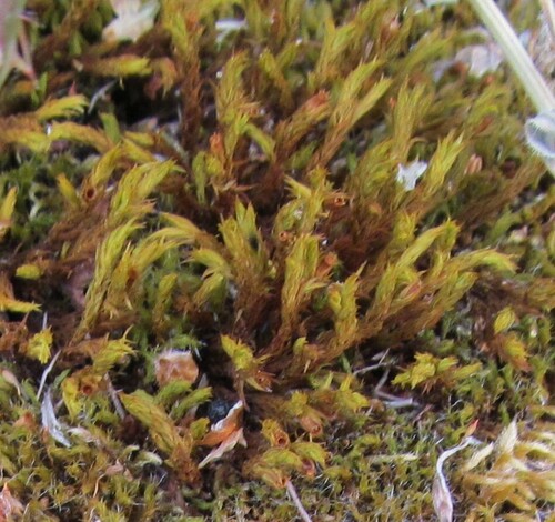 Rock Bristle-moss (Lewinskya rupestris)
