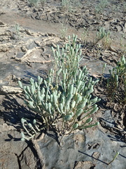 Tecticornia australasica