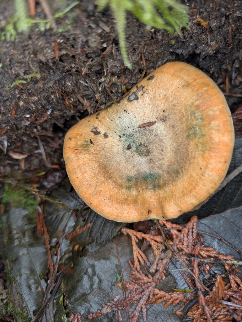 Lactarius deterrimus · November 2025 · photo: © moemeikle (iNaturalist, cc-by)