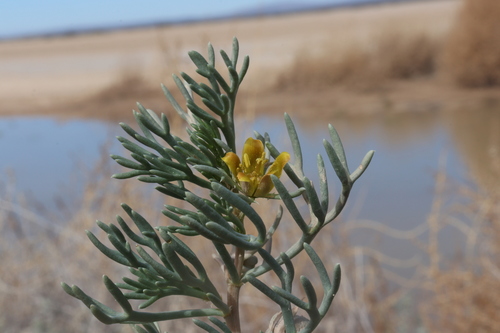 Image of Garbancillo (Peganum mexicanum) by (c) alejandrozab, some rights reserved (CC BY)
