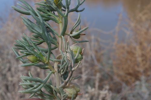 Image of Garbancillo (Peganum mexicanum) by (c) alejandrozab, some rights reserved (CC BY)