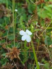 Striga angustifolia