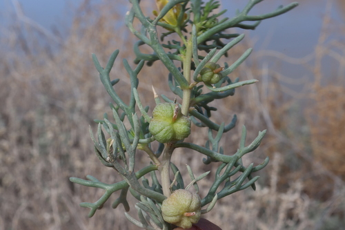 Image of Garbancillo (Peganum mexicanum) by (c) alejandrozab, some rights reserved (CC BY)