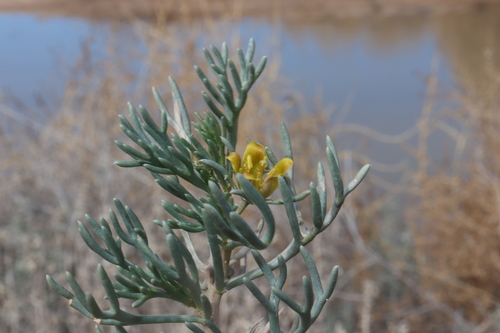 Image of Peganum mexicanum by (c) alejandrozab, some rights reserved (CC BY)