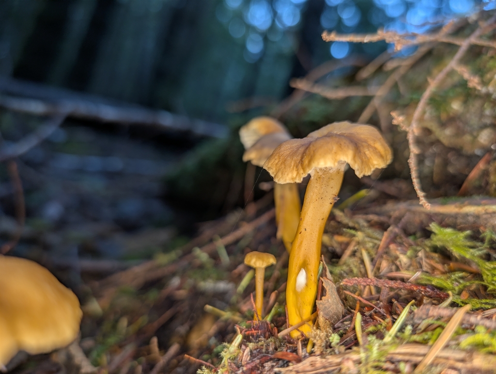 Craterellus tubaeformis · November 2025 · photo: © moemeikle (iNaturalist, cc-by)