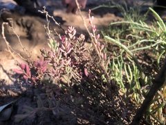 Suaeda australis
