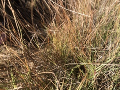 Fimbristylis polytrichoides