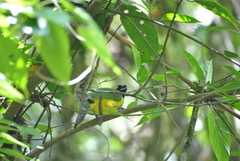 Black-Chested Fruiteater photo 4