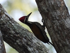 Chrysocolaptes guttacristatus