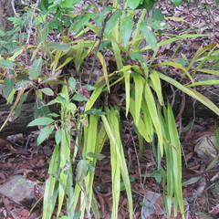 Pyrrosia longifolia
