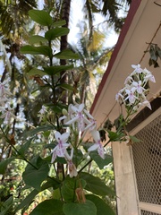 Magnoliopsida