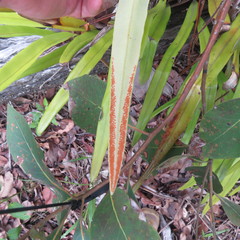 Pyrrosia longifolia