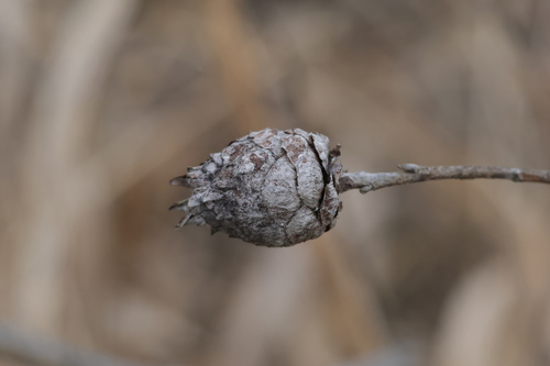 Unknown species found near Williams County, OH, USA