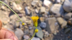 Porophyllum scoparium