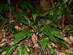 Tectaria singaporiana