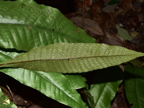 Image of Tectaria singaporiana by (c) Nasser Halaweh, some rights reserved (CC BY)