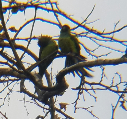 Aratinga nenday
