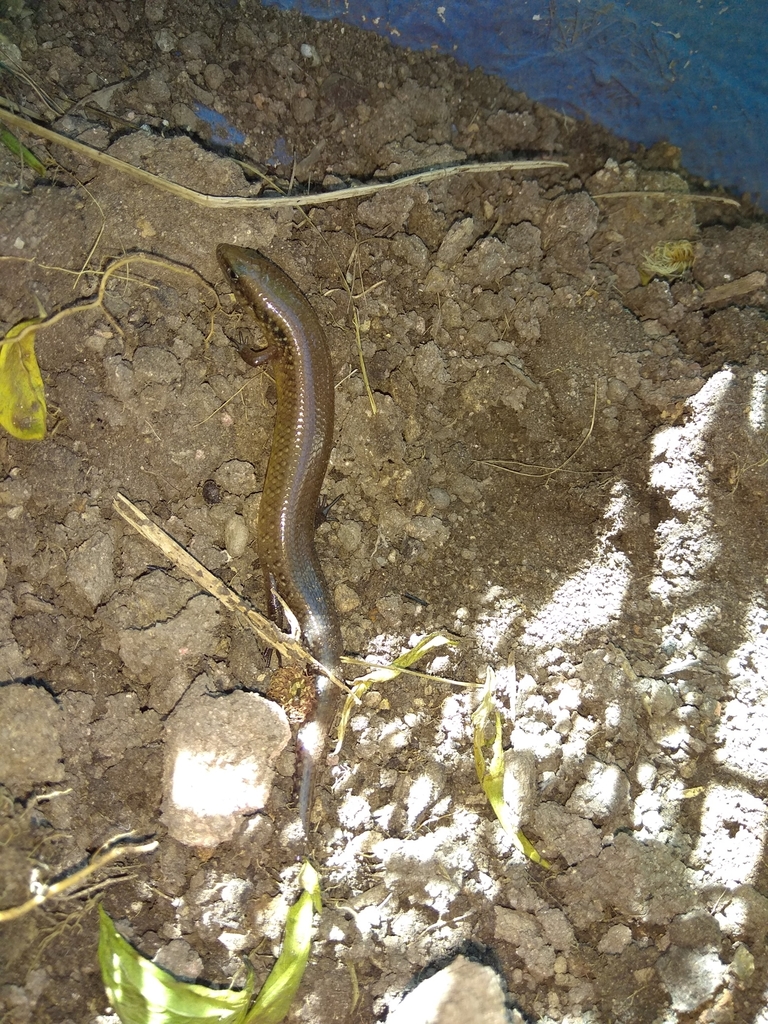 Chinese Short-limbed Skink