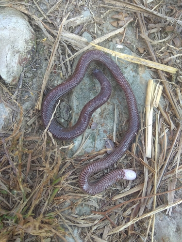 Bourret's Blind Skink, Dibamus bourreti