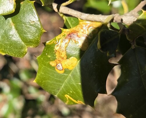 Unknown species found near Franklintown, Baltimore, MD, USA