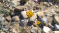 Porophyllum scoparium