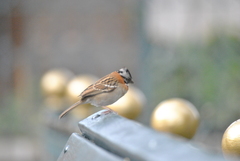 Zonotrichia capensis