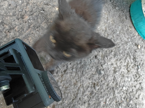 Domestic Cat