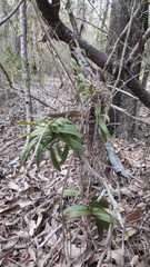 Plectorrhiza tridentata