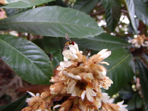 Unknown species found near Villages Of Bear Creek, TX 77449, USA