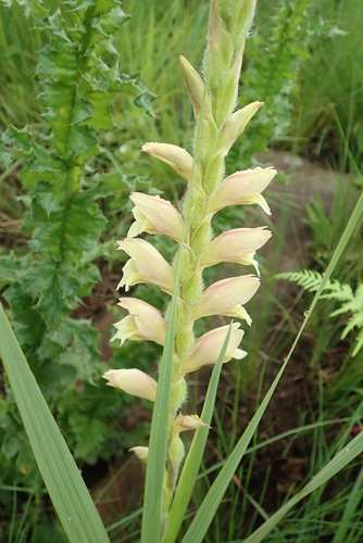 Image of Silky Gladiolus by no rights reserved