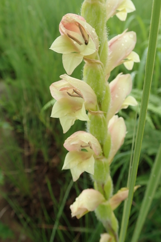 Image of Gladiolus sericeovillosus by no rights reserved