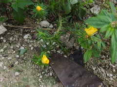 Portulaca grandiflora