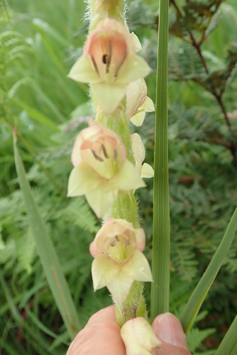 Image of Gladiolus sericeovillosus by no rights reserved