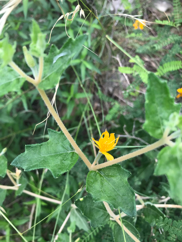 Stick-Leaf (Mentzelia oligosperma)