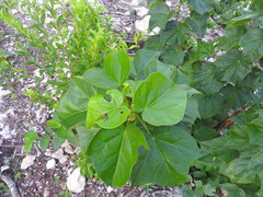 Jatropha gaumeri