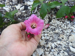 Ipomoea peteri