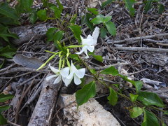 Echites yucatanensis