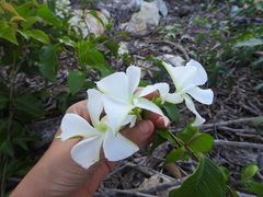 Echites yucatanensis