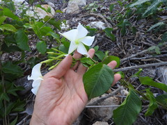 Echites yucatanensis