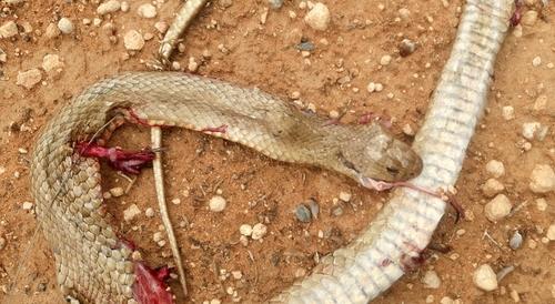 Eastern Brown Snake sighting