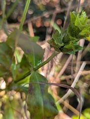 Macbridea caroliniana, photograph (c) Alison Northup, some rights reserved (CC BY)