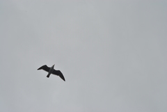 Larus belcheri