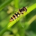 Yellow-shouldered Hover Fly - Photo (c) Gaurav S Soman, some rights reserved (CC BY), uploaded by Gaurav S Soman