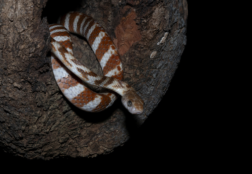 Brown Tree Snake sighting