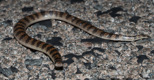 Northern Shovel-nosed Snake sighting