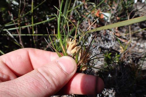 Conostylis vaginata (Conostylis vaginata)